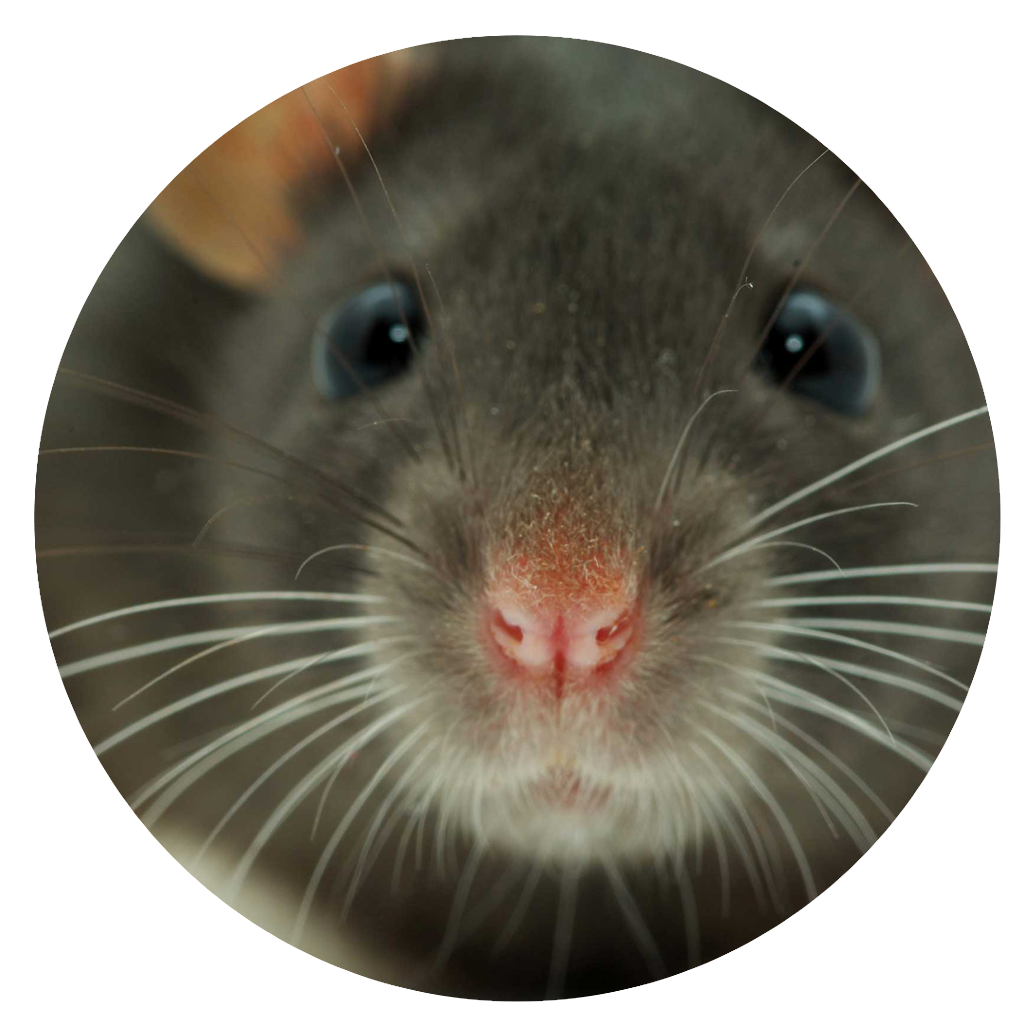 deratisation-professionnel-perpignan-66 extermination rat souris perpignan